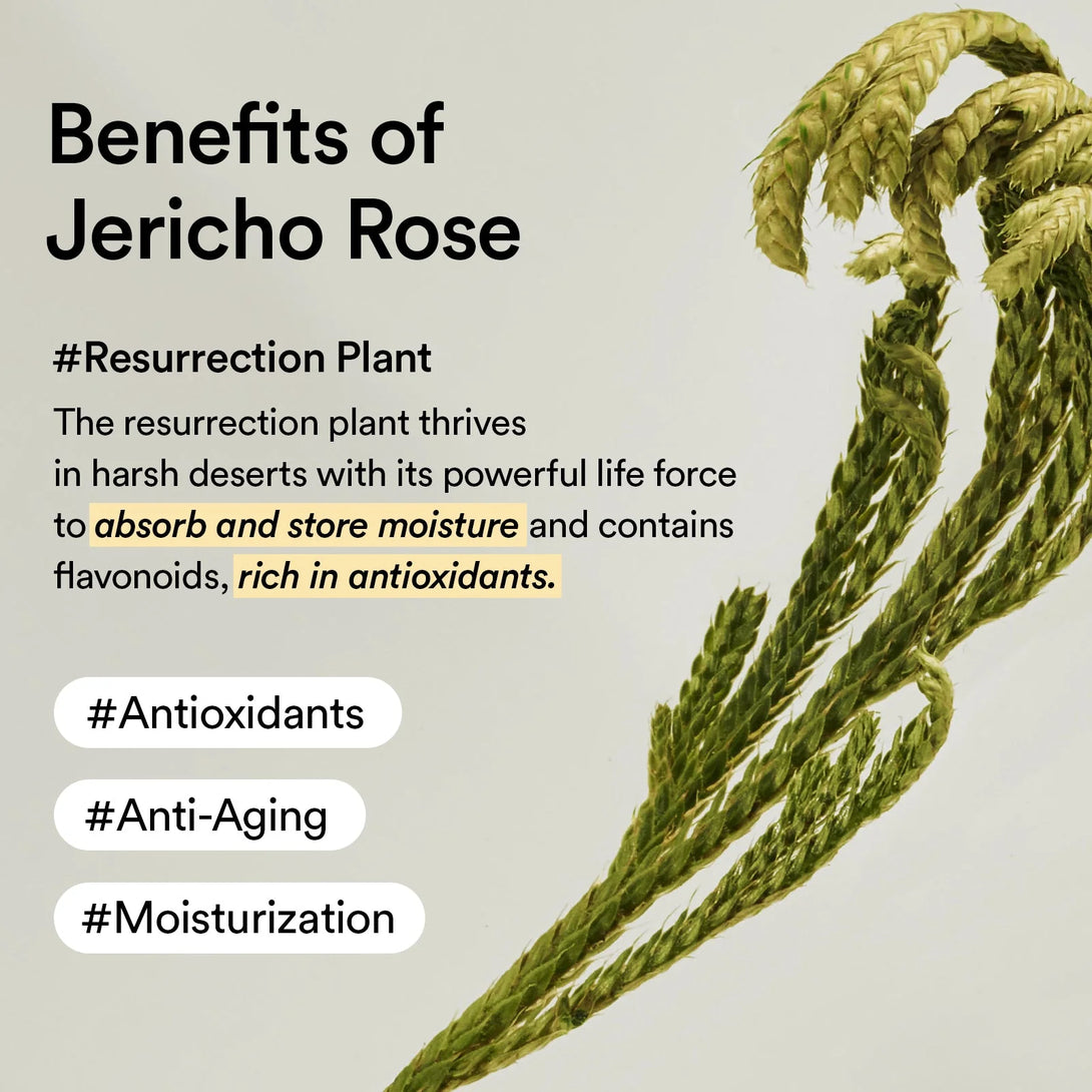 Holic Roses Abib - Collagen Eye Patch Jericho Rose Jelly – Cosmetic Holic